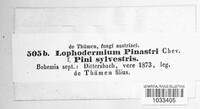 Lophodermium pinastri image